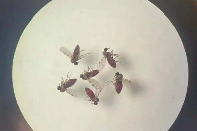  Pesquisadores recomendam protocolo que funcione contra as febres Oropouche e dengue  -  (crédito: Bruna Lais Sena do Nascimento/Laboratório de Entomologia Médica/SEARB/IEC)