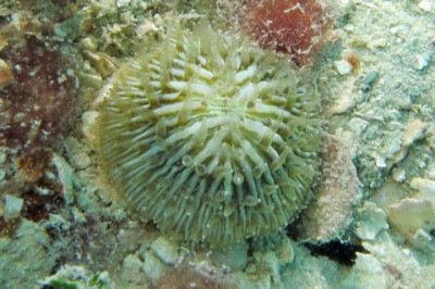 <p>Um estudo divulgado pela revista PLOS One revelou que existe um coral que possui a habilidade surpreendente de se deslocar lentamente pelo fundo do mar. </p>
 -  (crédito: wikimedia commons Anne Hoggett)