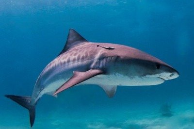 <p>De acordo com BBC Brasil, um estudo indica que cerca de sete em cada dez brasileiros (69%) não sabem que a carne de cação é, na verdade, feita de tubarões.</p>
 -  (crédito: Albert kok for Wikimedia Commons)