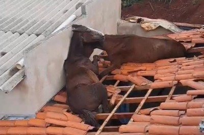 Os cavalos sofreram ferimentos leves e foram deixados sob os cuidados do dono -  (crédito: Reprodução/CBMMG)