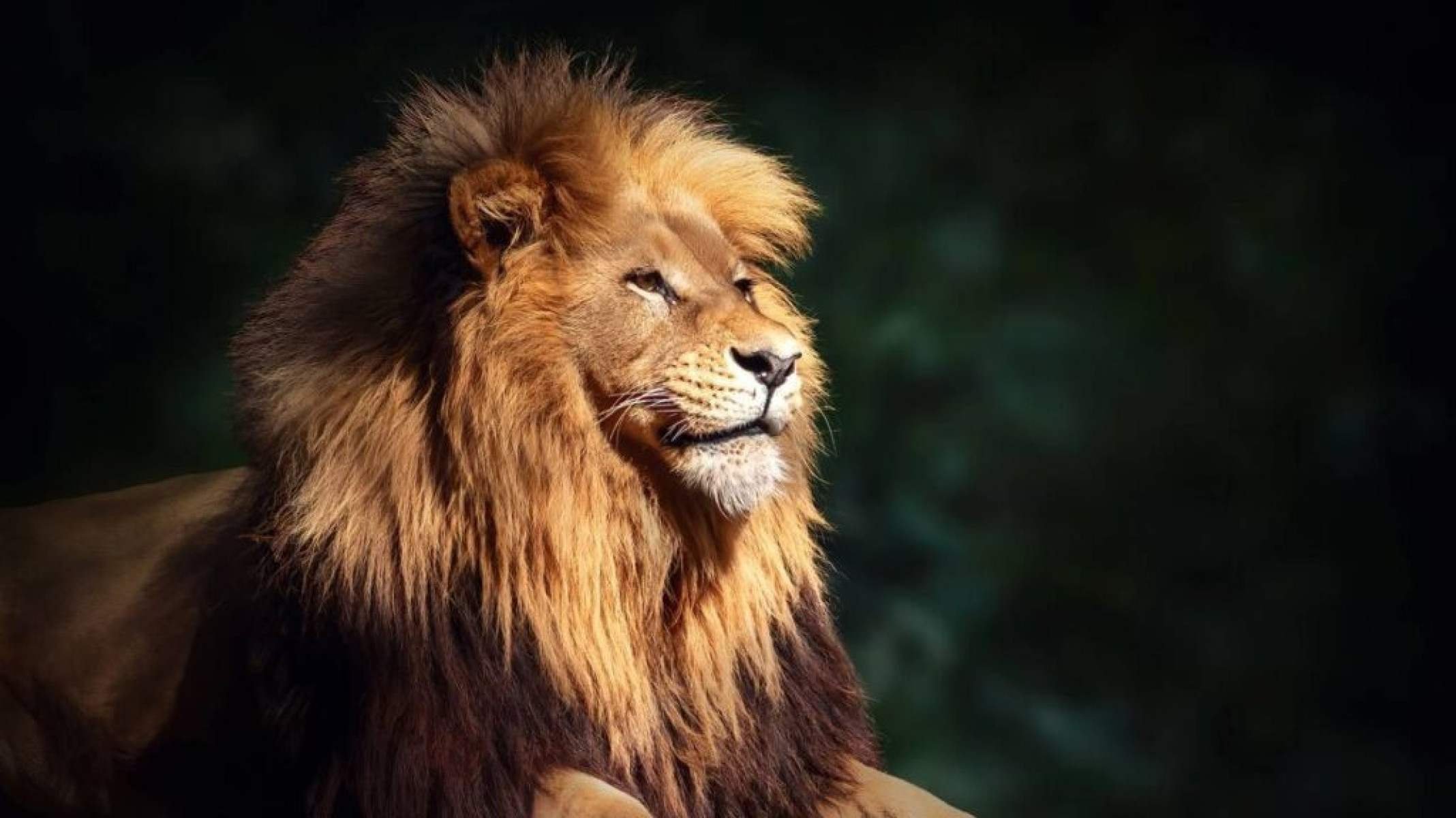 Leão x Tigre: quem ganharia em uma luta entre eles? - Portal Giro 10