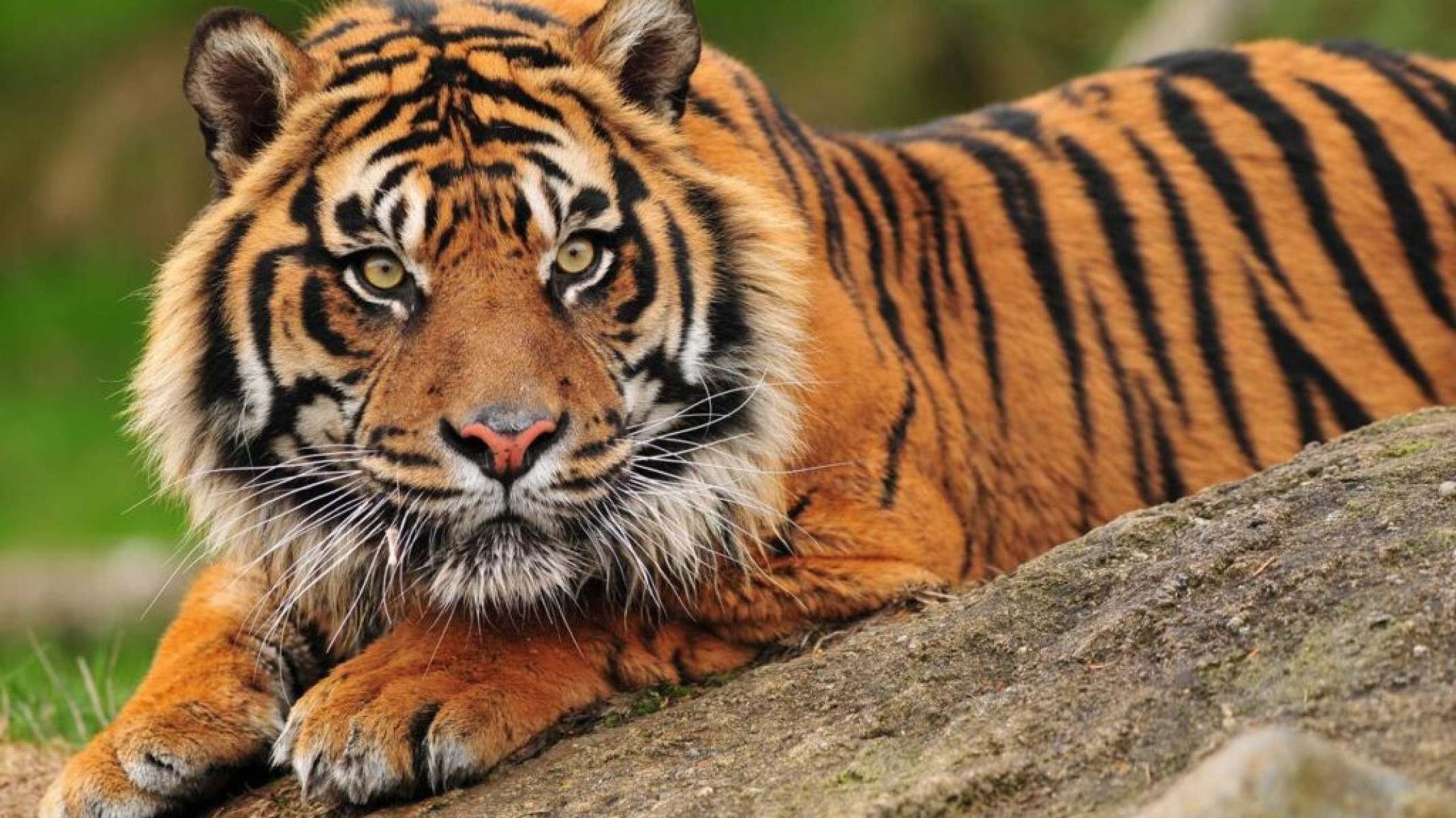 Tigre-Siberiano: o maior felino do mundo e seu perigo de extinção - Portal Giro 10
