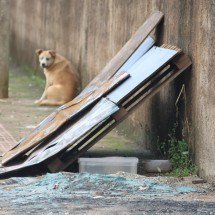 Polícia identifica e autua suspeito de atear fogo em casinhas de cachorro  - Marcos Vieira /EM/DA. Press. Brasil.