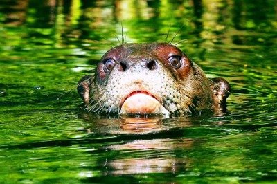 <p>Após décadas desaparecida das águas da região do Cone Sul, a ariranha gigante voltou a ocupar seu lugar em alguns desses ambientes. </p>
 -  (crédito:  Flickr Ivan Fucci)