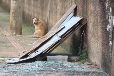 Local onde ficavam as casinhas dos cachorros foi queimado; o restante das estruturas foi aproveitado para criar um abrigo tempor&aacute;rio -  (crédito: Marcos Vieira /EM/DA. Press. Brasil.)
