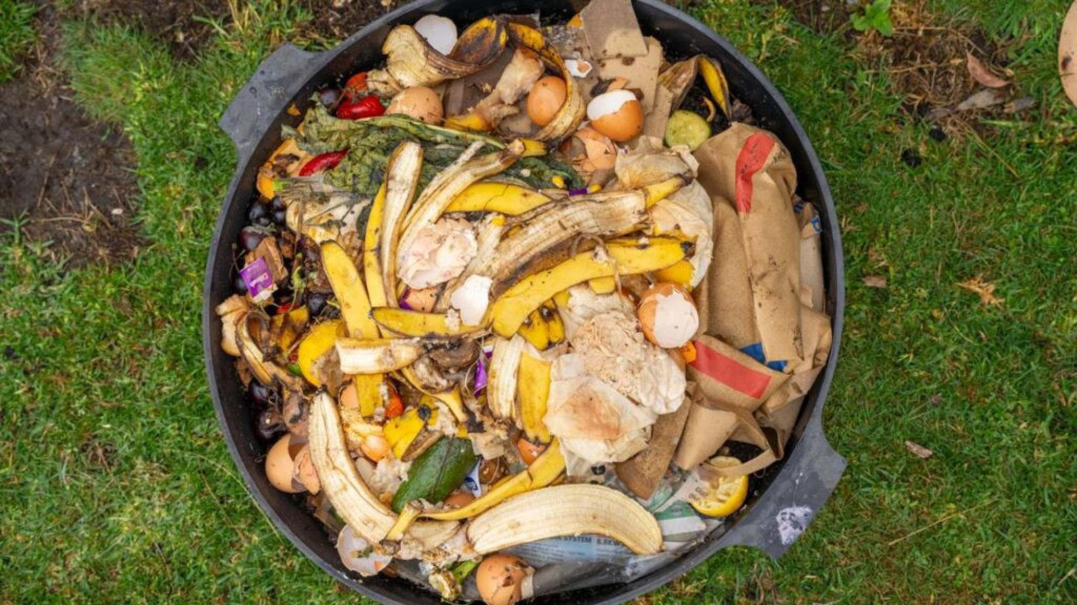 Porque as minhocas odeiam cebola e alho? - Portal Giro 10