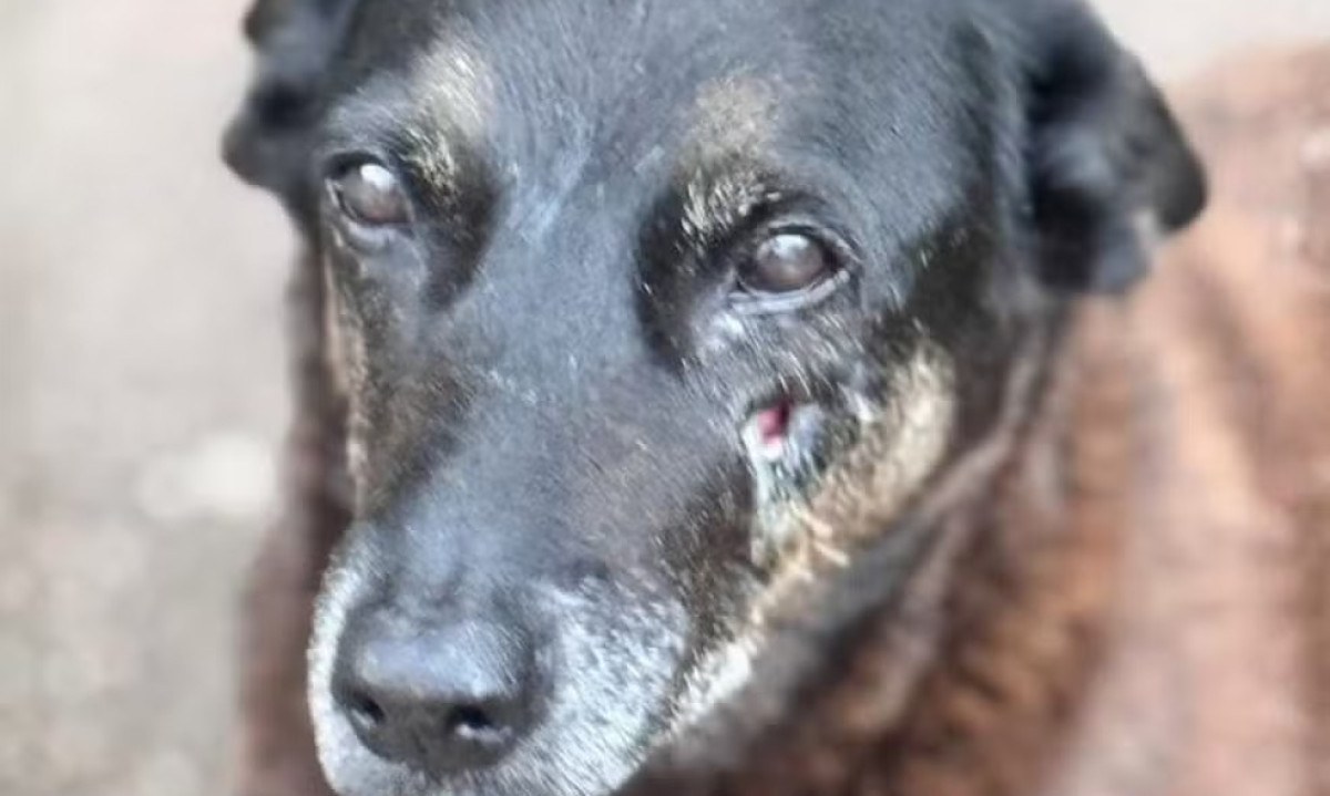 <p>A investigação apontou um adolescente como responsável pela agressão que levou à morte de Orelha e identificou outros quatro jovens envolvidos. A polícia classificou as condutas como atos infracionais análogos ao crime de maus-tratos.</p>
- (crédito: Reprodução/Redes sociais)