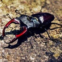 Raro na natureza, besouro-veado é avaliado em até R$ 500 mil -  Imagem de Robert Balog por Pixabay