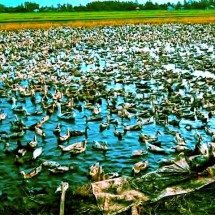 Tecnologia viva: patos se tornam ferramenta agrícola e redefinem a produção de arroz -  Reprodução do Youtube Canal Fatos Rurais