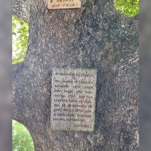 Árvore que “fala” atrai curiosidade em Florianópolis - Reprodução/Redes Sociais