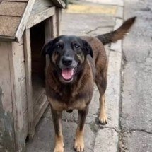 Polícia conclui investigação sobre morte de Orelha em Florianópolis - Reprodução/Redes sociais