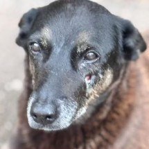 O que o cão Orelha diz sobre nós? - Reprodução/Redes sociais