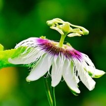 Passiflora: os benefícios da planta que embeleza e ainda acalma os nervos - Pixabay