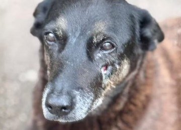 <p>A investigação apontou um adolescente como responsável pela agressão que levou à morte de Orelha e identificou outros quatro jovens envolvidos. A polícia classificou as condutas como atos infracionais análogos ao crime de maus-tratos.</p>
 -  (crédito: Reprodução/Redes sociais)