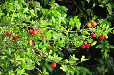 <p>Árvores tropicais que exalam perfume e oferecem frutos saborosos representam uma verdadeira celebração da natureza. Elas unem beleza ornamental, aromas agradáveis e alimentos nutritivos, criando ambientes vivos e acolhedores. Tal combinação demonstra que o cultivo transforma espaços em fontes de prazer, saúde e conexão com o mundo natural.</p>
 -  (crédito: wikimedia commons Wilfredor)