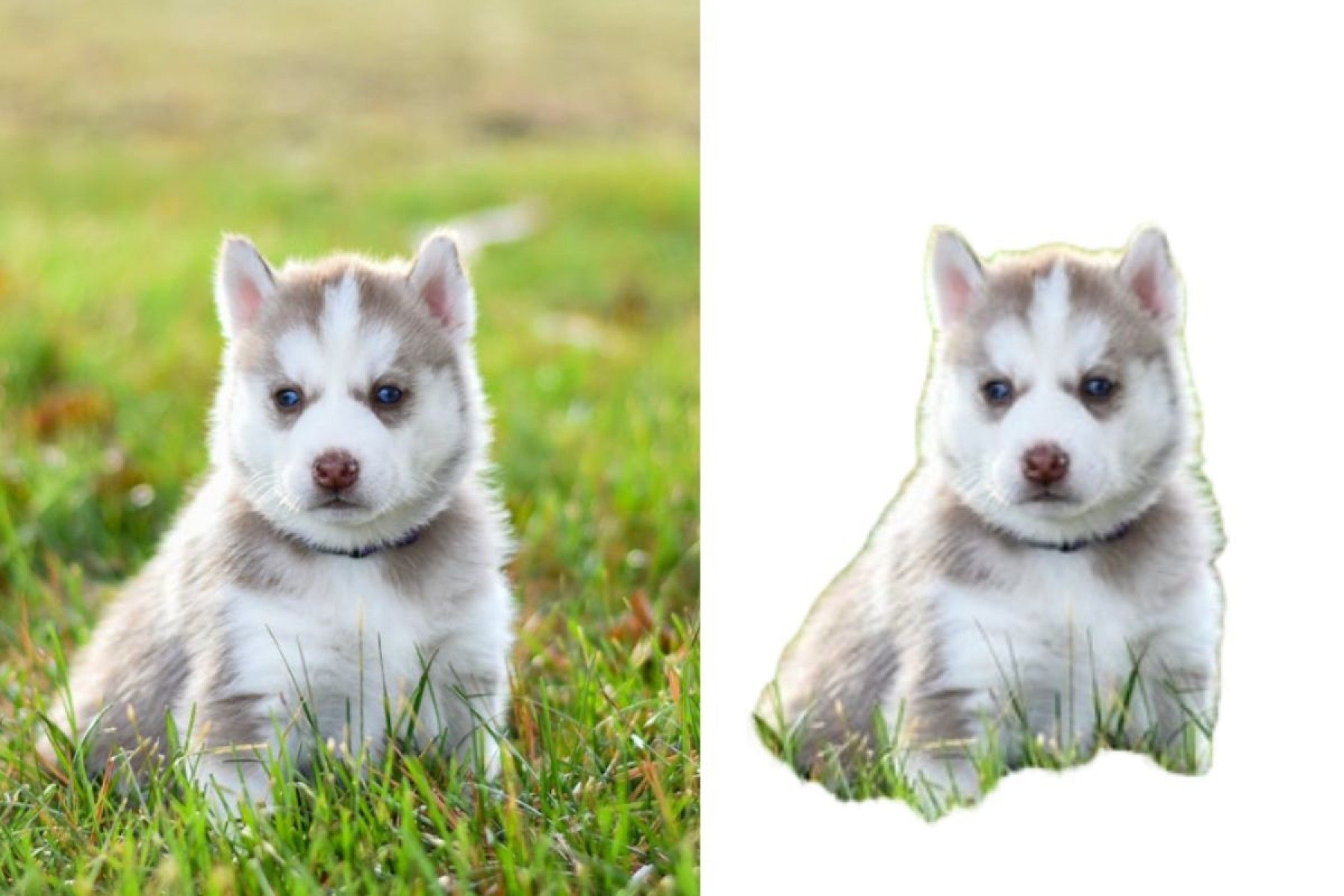 Imagem via Pexels com fundo removido na plataforma Erase.bg