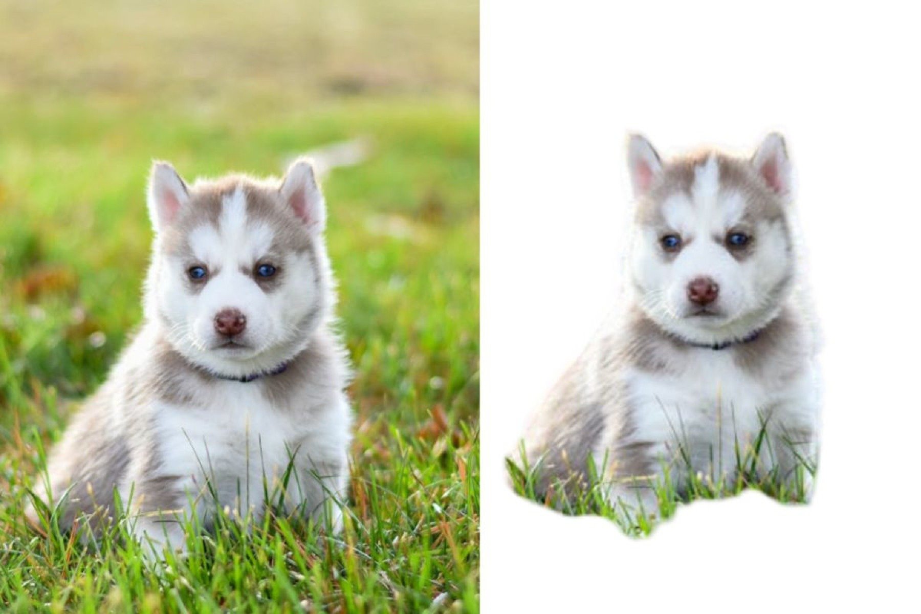 Imagem via Pexels com fundo removido na plataforma PixelCut