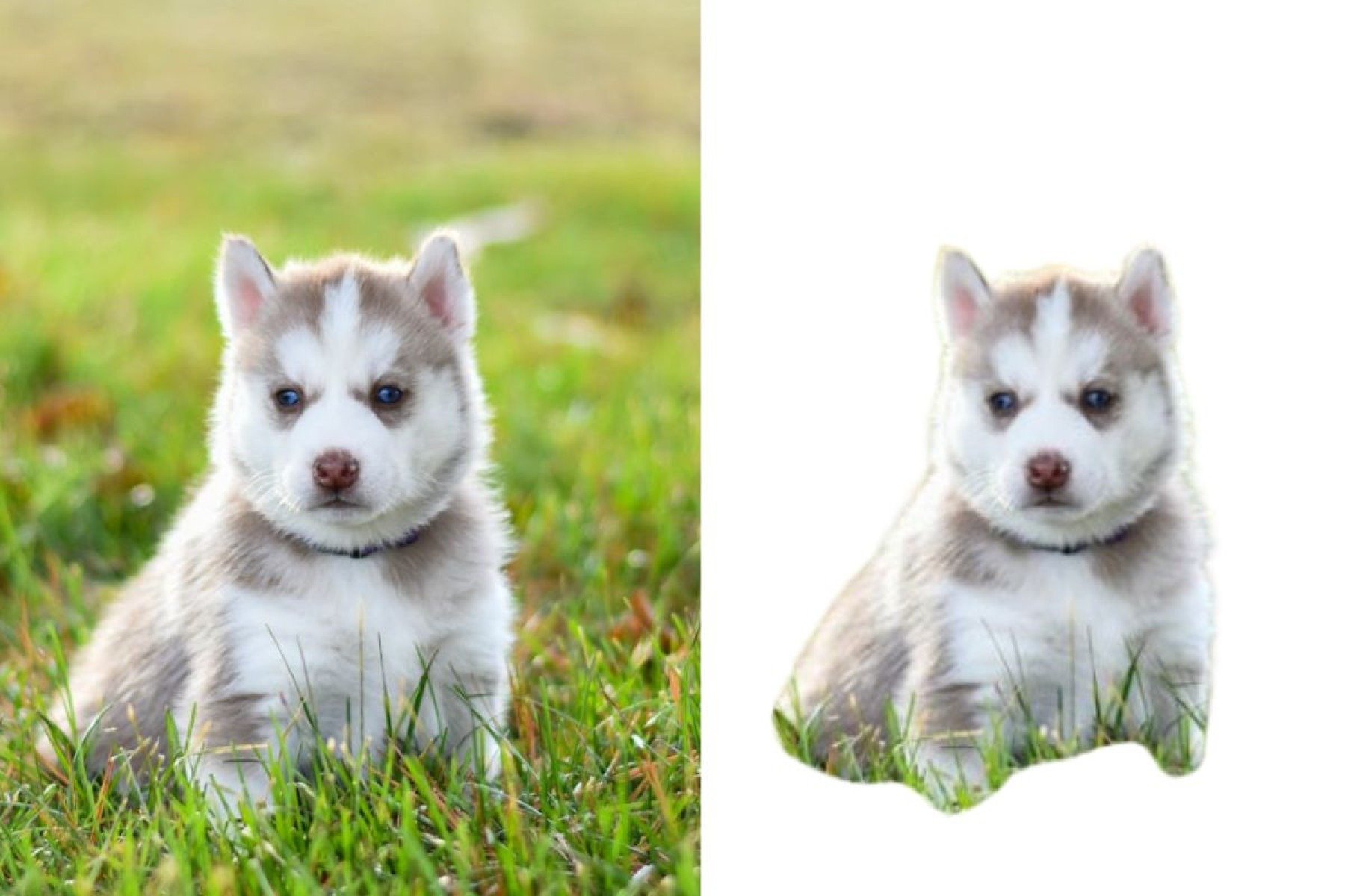 Imagem via Pexels com fundo removido na plataforma Remove.bg