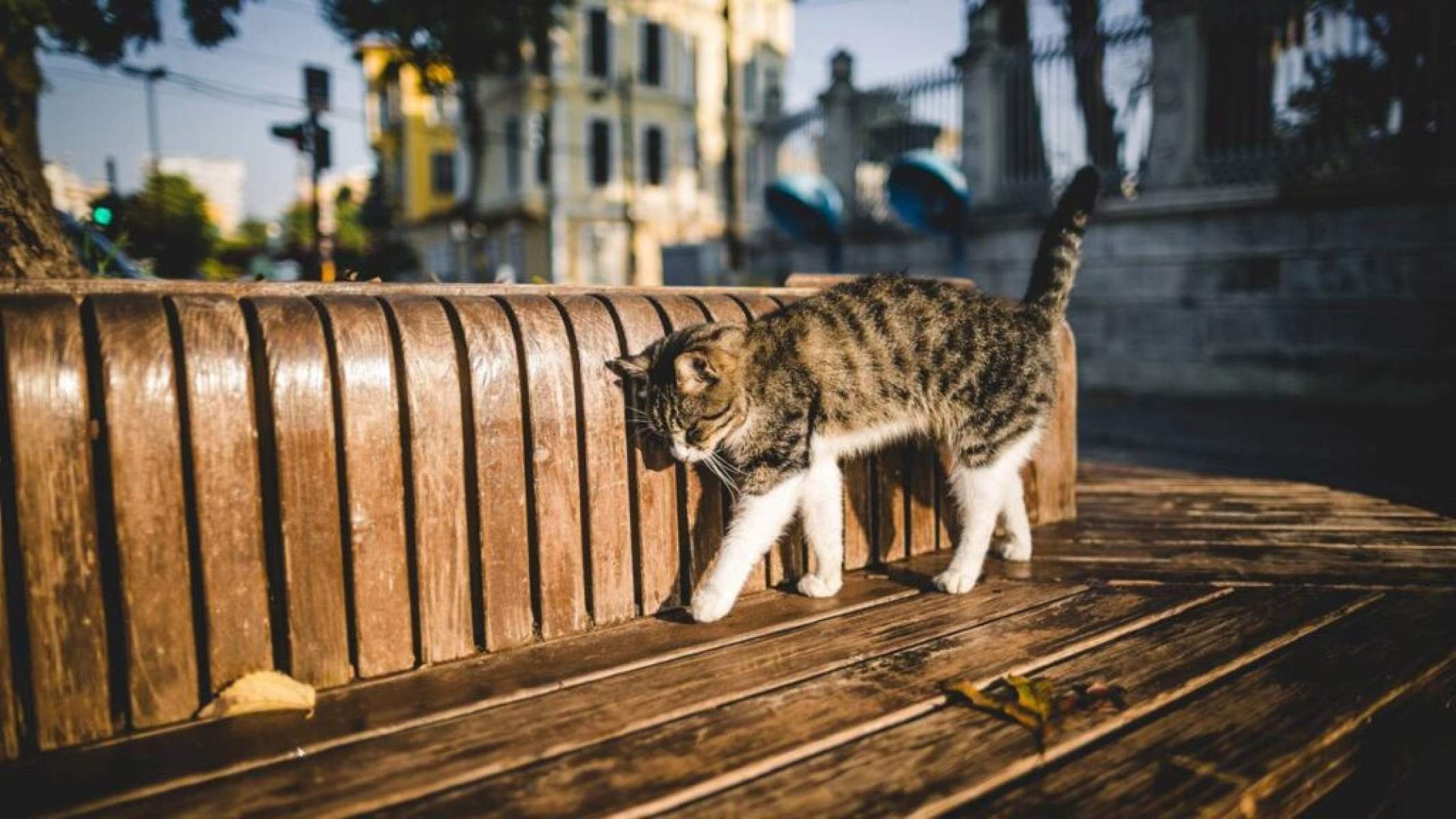 Gato ou lebre? Como surgiu a máxima que alerta contra enganos - Portal Giro 10