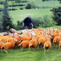 Ovelhas laranja de Cumbria: quando a cor vira proteção e atração turística - Reproduição/The Westmorland Gazette/Jon Granger