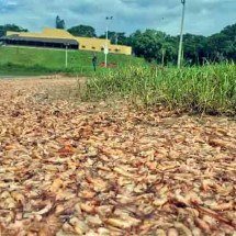 Milhares de camarões mortos são retirados de trecho do Rio Tietê -  Reprodução TV TEM