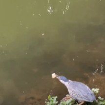 Pássaro esperto usa pão como isca, captura o peixe e surpreende a web - Reprodução de vídeo TikTok