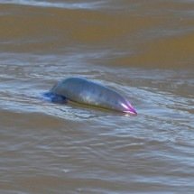 Caravelas-portuguesas e águas-vivas provocam centenas de queimaduras em praia do RS - Rodrigo Genoves/Arquivo Pessoal
