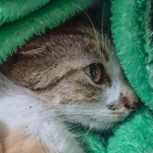 Mulher é presa após arremessar gata do 12º andar de prédio em Curitiba - Polícia Civil do Paraná