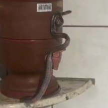 Pra quem não viu: Família se depara com cobra no filtro de barro - Divulgação Corpo de Bombeiros 