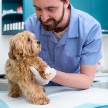 Um em cada quatro cães é diagnosticado com câncer - FreePik