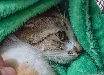 Gatinha foi arremessada do alto de um prédio em Curitiba (PR) -  (crédito: Polícia Civil do Paraná)