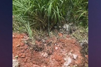 Corpo de um filho do agressor, morto no &uacute;ltimo m&ecirc;s de dezembro, estava enterrado no quintal -  (crédito: TV Alterosa/Reprodu&ccedil;&atilde;o)