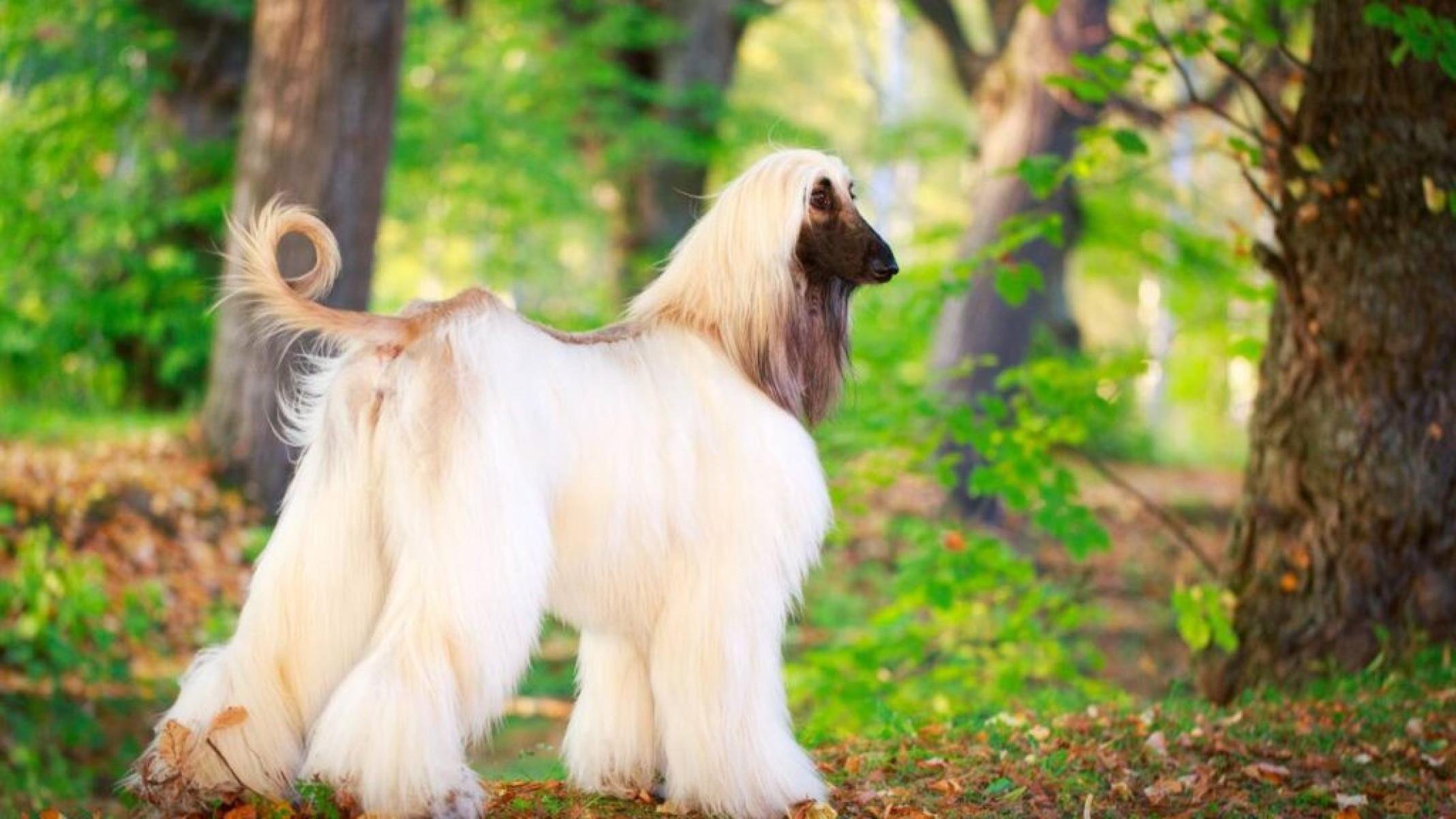 Afghan Hound: O cão elegante e desafiador de treinar - Portal Giro 10