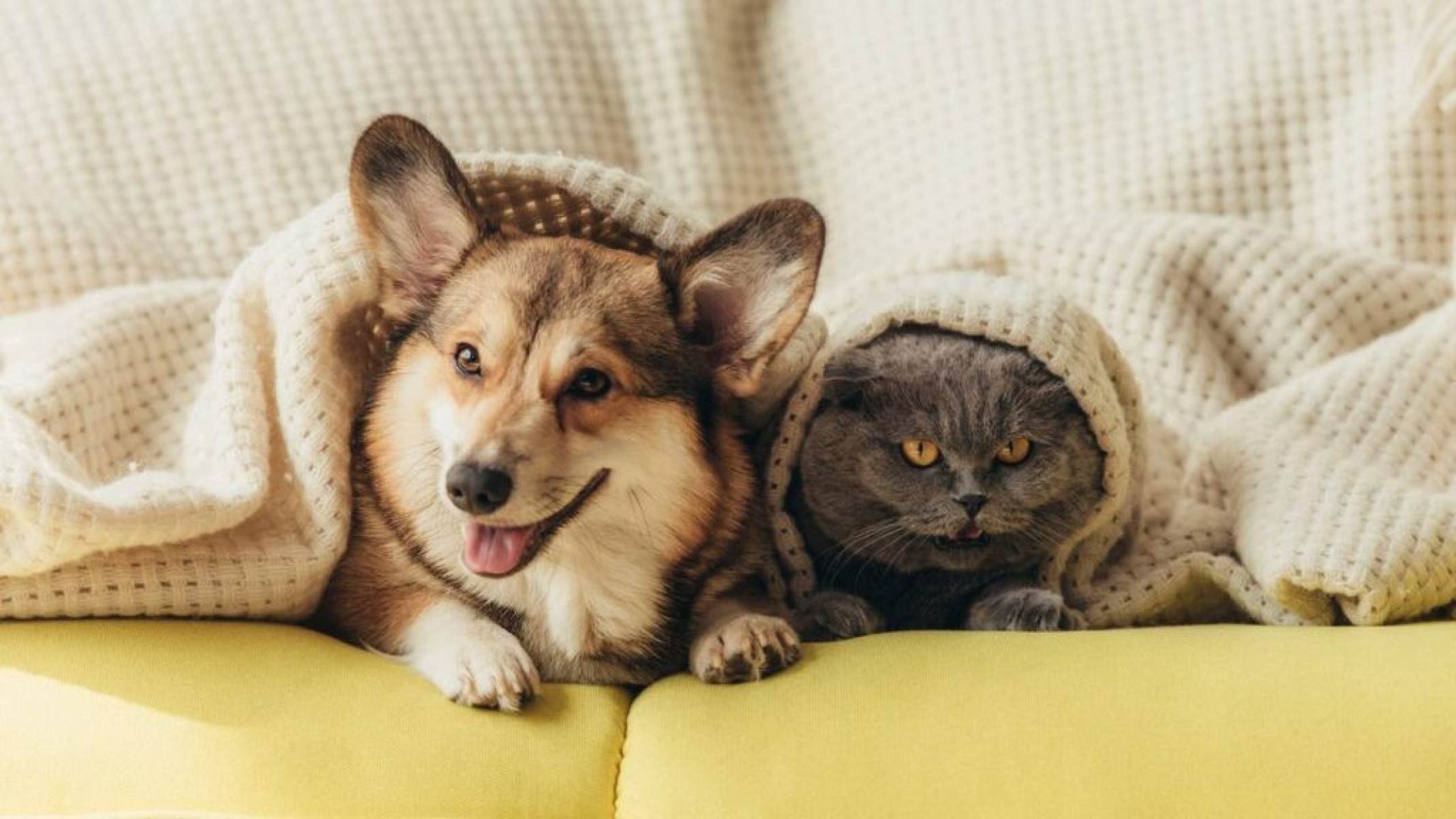 Quem enxerga melhor? Humanos, cães ou gatos? - Portal Giro 10