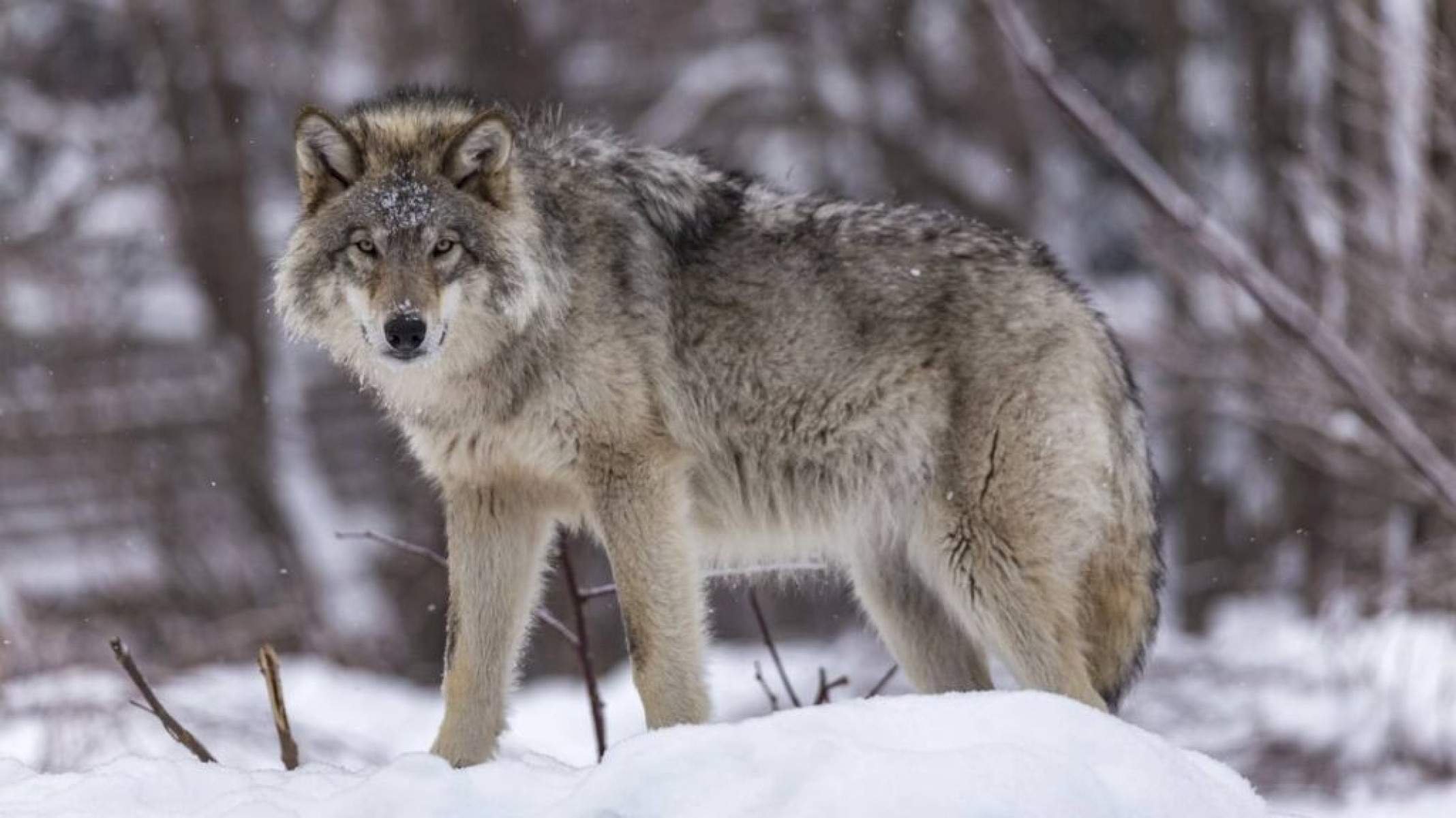 Animais que voltaram à vida: casos de sucesso na reintrodução - Portal Giro 10