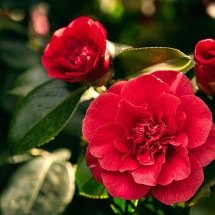 Camélias: a flor que uniu beleza, história e transformação social - Imagem de filibgiglio por Pixabay