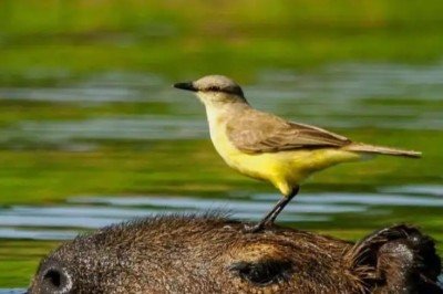 <p>No Pantanal, uma cena registrada pelo fotógrafo cuiabano Marcos Halem Félix revelou uma interação rara entre uma capivara e duas aves. Uma delas aproveita para capturar mutucas que tentam picar o animal, enquanto a outra se alimenta de insetos que emergem na água conforme a capivara se move.</p>
 -  (crédito: Divulgação@marcosfelix_birdscuiaba)