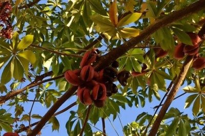 <p>A Sterculia foetida, popularmente chamada de chichá-fedorento ou castanha-da-Índia, que existe no Brasil, é famosa por suas flores e sementes de odor extremamente desagradável. Seu nome científico até faz referência ao deus romano do mau cheiro, Sterquilinus — também chamado Stercutus e Sterculius.  </p>
 -  (crédito: UENF / Deborah Barroso / Divulgação)