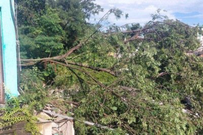 Chuva provocou queda de &aacute;rvore sobre casa no Bairro Sagrada Fam&iacute;lia, na Regi&atilde;o Leste de BH  -  (crédito: Reprodu&ccedil;&atilde;o CBMMG)