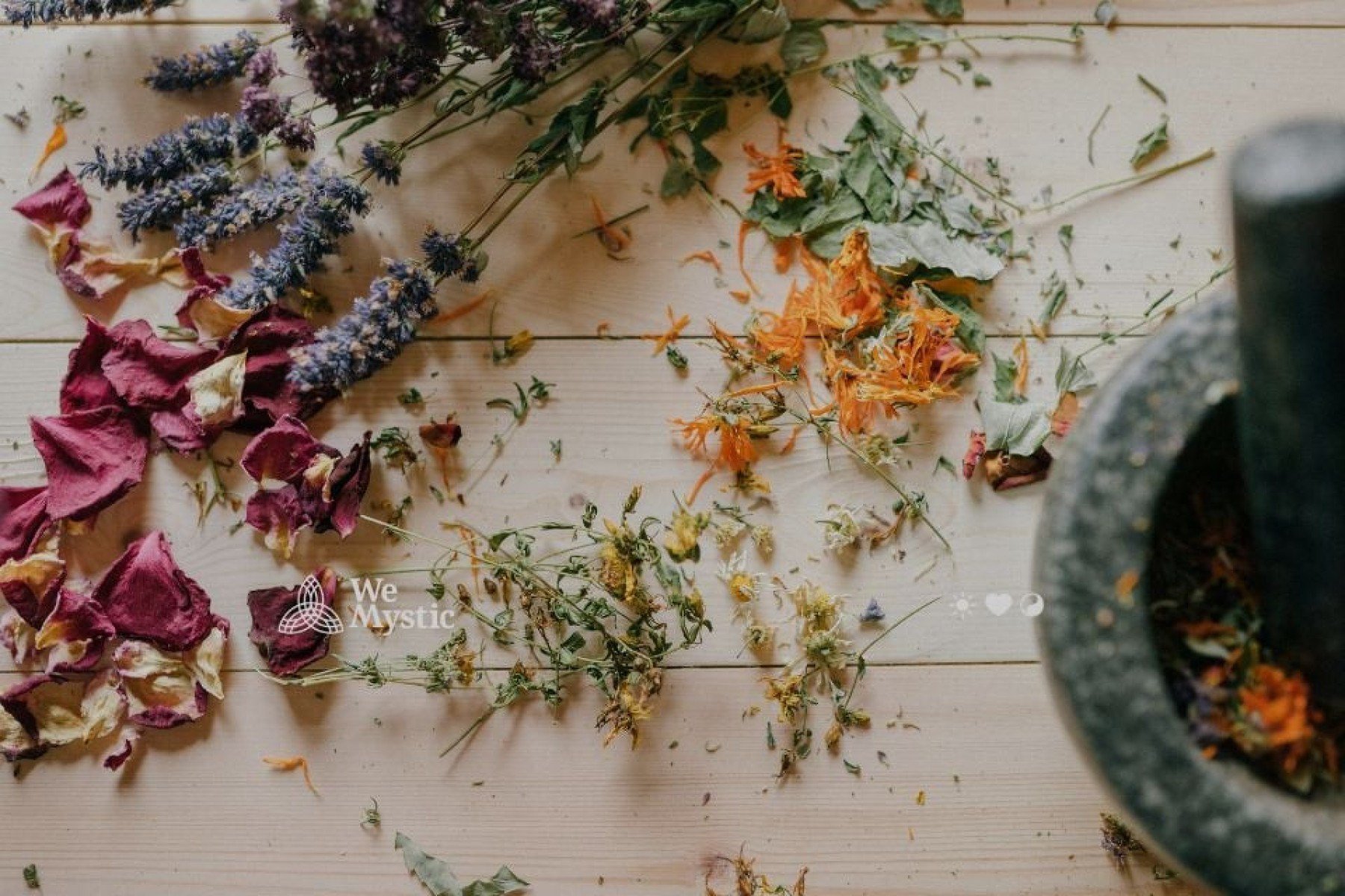 Estas 10 ervas poderosas podem mudar sua vibração e atrair bons fluídos - Wemystic