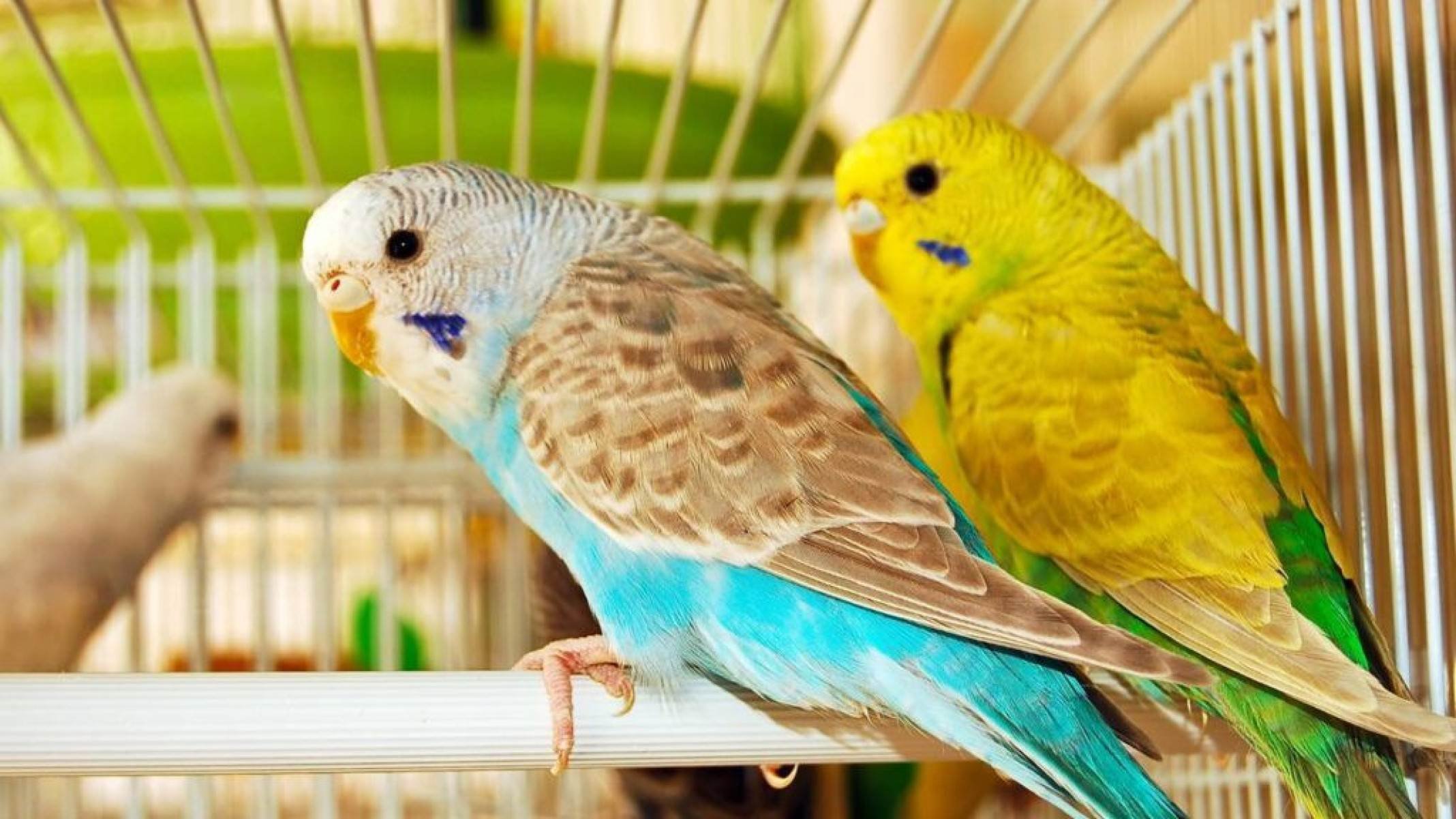 Periquito, cacatua ou papagaio, qual o mais fácil de cuidar? - Portal Giro 10