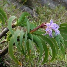 Mudas de planta rara e cobiçada no mercado ilegal são resgatadas dentro de sacolas na “Cidade Imperial” - iNaturalist/vfarjalla