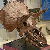 Estudo altera percepção histórica envolvendo dinossauros com chifres - Wikimedia Commons/Mykola Swarnyk