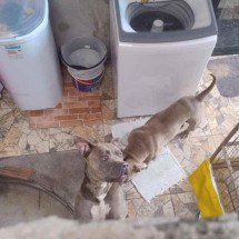 Grande BH: homem tem parte da orelha arrancada por dois pit bulls - CBMMG