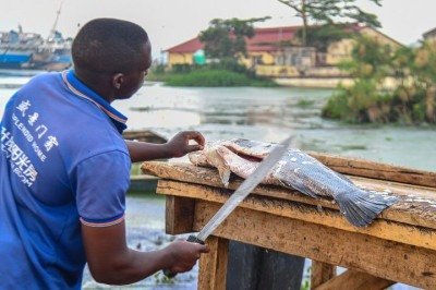 <p>Sua carne é amplamente apreciada e exportada, além de sustentar uma cadeia econômica que envolve comércio internacional.</p>
 -  (crédito: Wikimedia Commons/Ssemmanda will)