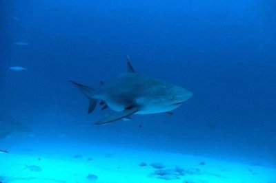 <p>Especialistas acreditam que os ataques tenham sido provocados por tubarões-cabeça-chata, espécie conhecida pela agressividade.</p>
 -  (crédito: Wikimedia Commons/Jerome Paillet )