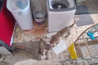 O ataque começou quando o dono tentou colocar a focinheira em um dos cachorros -  (crédito: CBMMG)