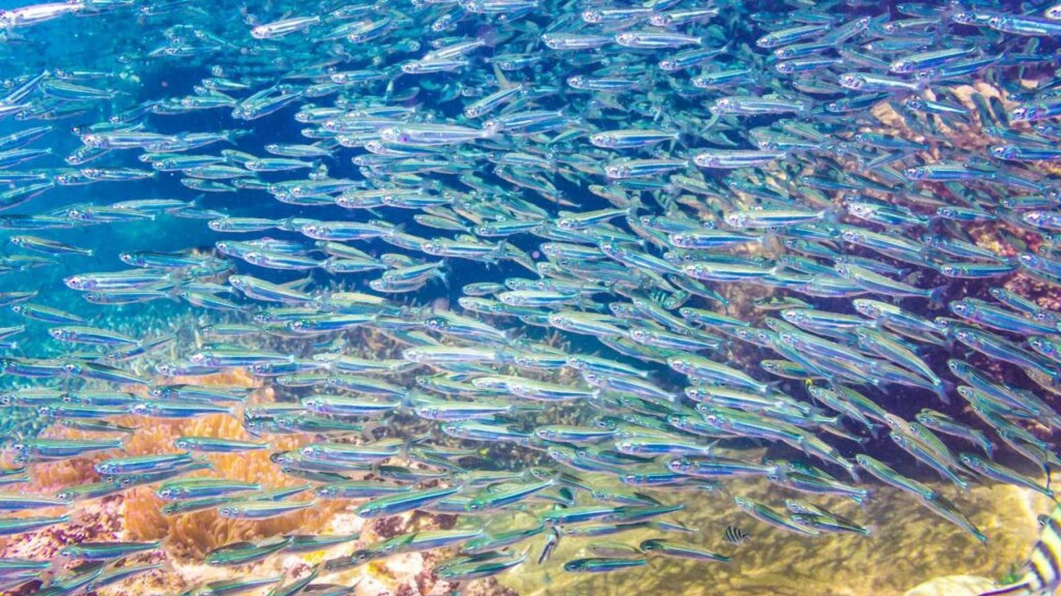 Abundância marinha: os peixes que dominam os mares brasileiros - Portal Giro 10