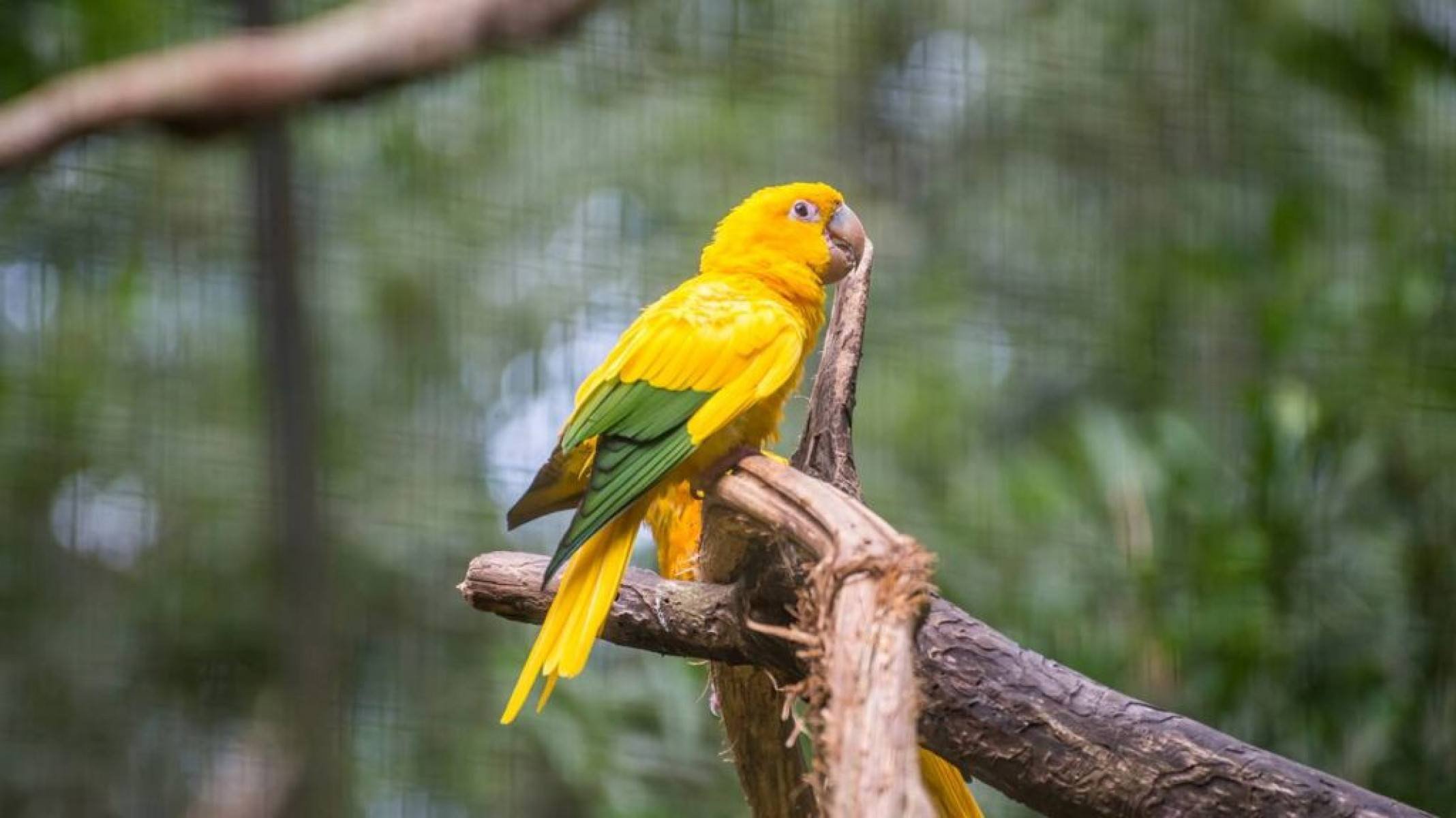 Ararajuba: a joia amarela que só existe no Brasil - Portal Giro 10