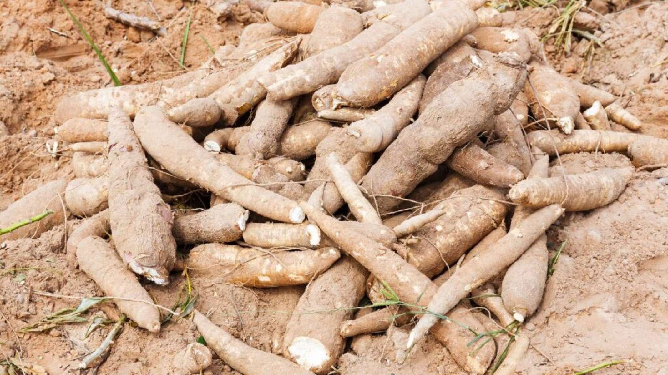 Mandioca: a raiz resistente que combate pragas naturalmente - Portal Giro 10